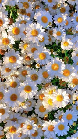 Pink and white tulips